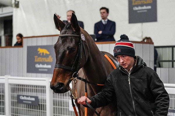 Jolie Joue horse being sold in Cheltenham